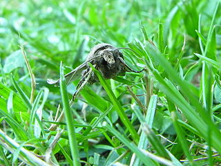 Agrotis exclamationis