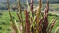 A handful of cut asparagus.