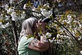 * Nomination: Cherry trees in Wraxall. Mattbuck 07:14, 7 August 2013 (UTC) * * Review needed