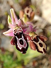 Ophrys cretica