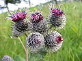 Flowerheads Zelhem, The Netherlands