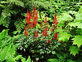 * Nomination: Astilbe sinensis. Beautiful in not too dry half shade.-- Famberhorst 15:50, 5 August 2013 (UTC) * Review Not convinced by focus --Christian Ferrer 05:25, 12 August 2013 (UTC)