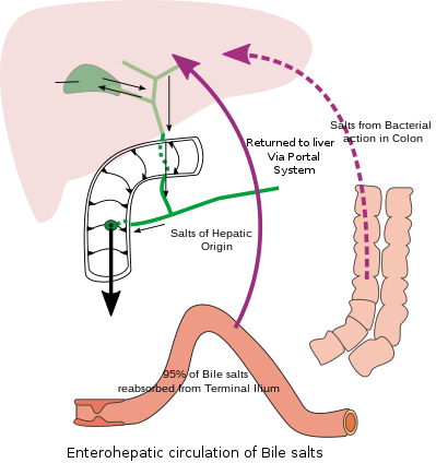 File:Bile recycling.svg