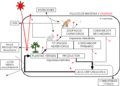 Fluxo de matéria e energia em uma teia alimentar.