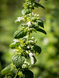 Die Zitronenmelisse, Melissa officinalis 04.jpg