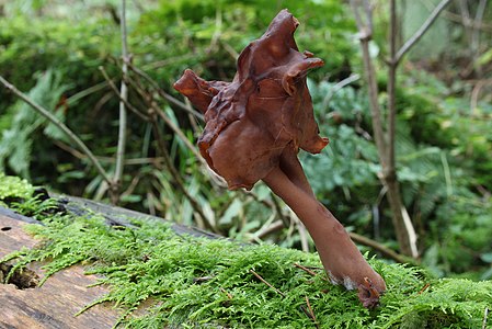 Gyromitra infula (Hooded False Morel)