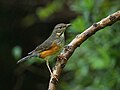 Turdus hortulorum (cat.)