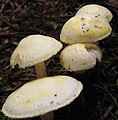 Hygrophorus chrysodon