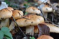 Hygrophorus pudorinus