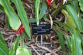 Heliconia angusta, Mt Coot-tha Botanic Gardens, Toowong IMGP0064.jpg