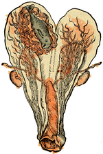 Thumbnail for File:L’histoire naturelle des estranges poissons marins 15 40v.png