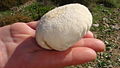 edible wild mushroom in Kefalonia