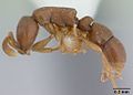 Proceratiinae (Probolomyrmex guineensis)