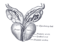 Vesiculæ seminales and ampullæ of ductus deferentes, seen from the front.