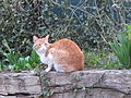 Felis silvestris catus (gatto domestico)