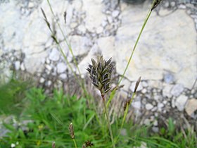 Sesleria caerulea