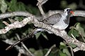 Roosting male O. c. aliena in Madagascar