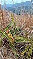 Pitcher plant sa Bundok Tapyas