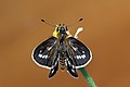 * Nomination: Open wing Basking of Taractrocera maevius (Fabricius, 1793) - Grey-veined Grass Dart WLB --Anitava Roy 14:58, 13 October 2024 (UTC) * * Review needed