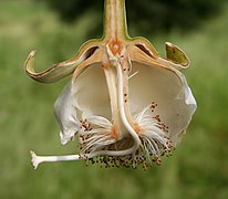 Coupe longitudinale d'une fleur de Baobab africain.