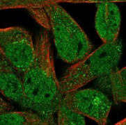 cell staining