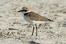 Kvitbrystlo, Charadrius alexandrinus