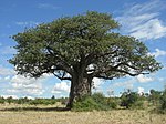 2. Baobab nära Chobefloden i Namibia.