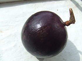 fruto de caimito