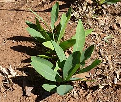 Dichapetalum cymosum -samettimarjalaji.