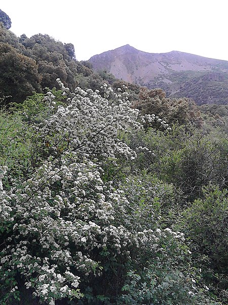 File:ESPINO ALBAR EN FLOR.jpg