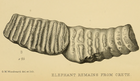 Palaeoloxodon creutzburgi