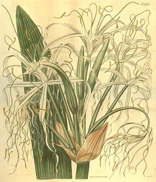 File:Hymenocallis latifolia.jpg