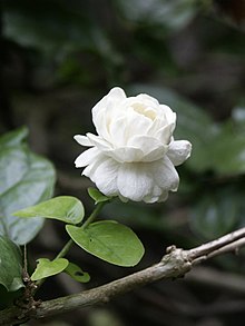 Jasminum sambac 'Grand Duke of Tuscany'