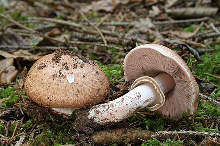 Agaricus silvaticus (Scaly Wood Mushroom)