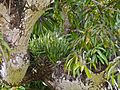 Brassavola nodosa