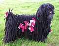 Black Puli