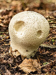 Commons:Featured picture candidates/Set/Ruitjesbovist (Calvatia utriformis). 18-07-2023. (d.j.b) 03