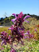 Salvia canariensis