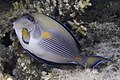 Acanthurus sohal