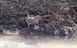 Roodwangmuisvogel