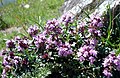 Thymus serpyllum