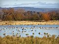 Werra-Aue zwischen Breitungen und Creuzburg