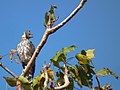 Águila azor variable