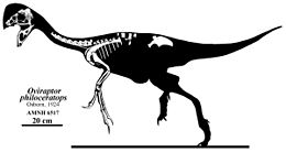 Реконструкція скелета овіраптора по відомих рештках голотипу (AMNH 6517)