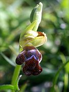 Ophrys omegaifera