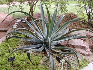 Agave vilmoriniana.