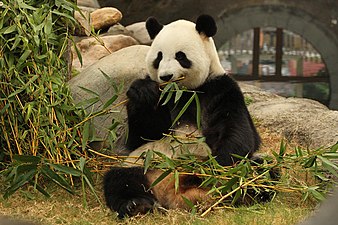 Panda i Ocean Park.