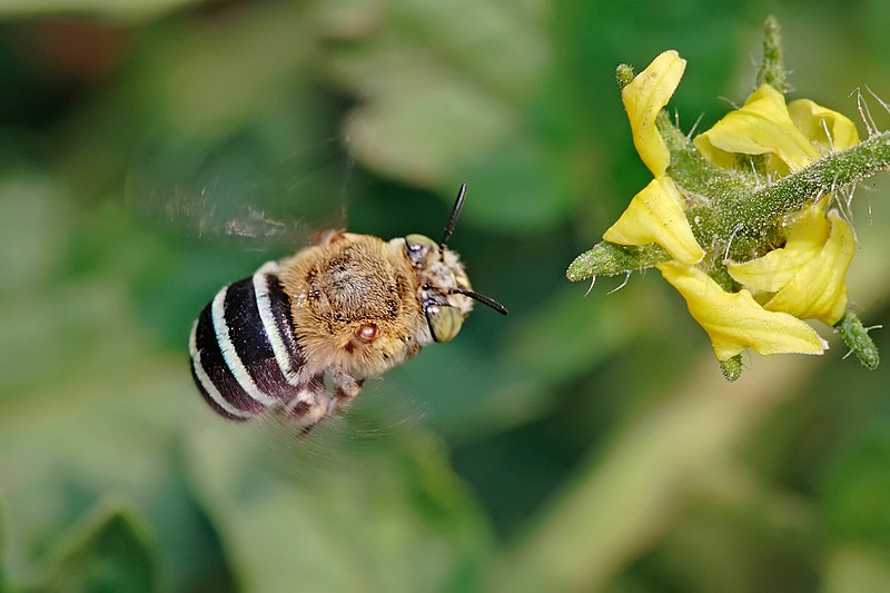 File:Blue banded bee02.jpg