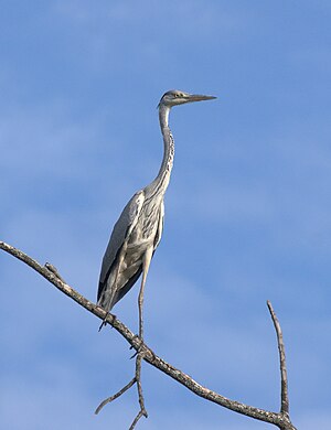 Grä Heeger (Ardea cinera) LC - least concern (ei trüüwet)