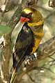 Dusky lory